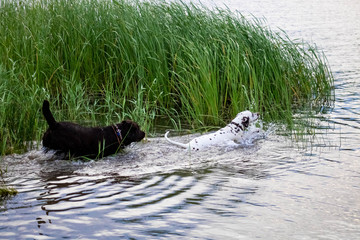 Two dogs are swimming in the river near the reeds. - Powered by Adobe