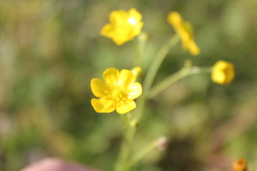 Obraz premium yellow spring flowers in the garden