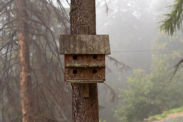 Old  wooden bird house in the fir forest