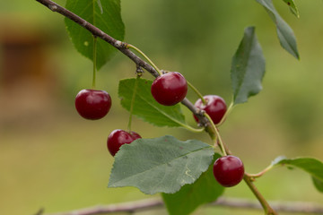 in the garden ripe cherryripe red cherry on a tree