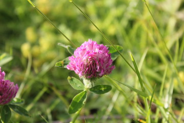 pink flower