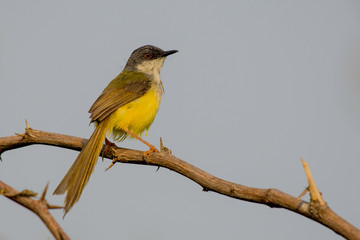 bird on a branch