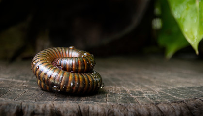 Rounded millipedes to protect themselves from danger