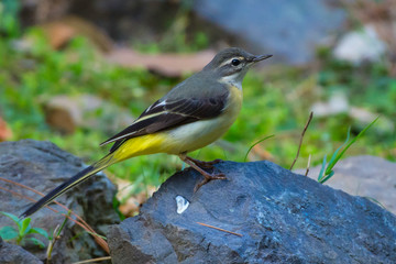 Fototapeta premium bird on a Stone