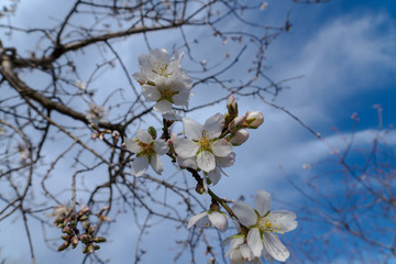 Cherry blossoms in spring