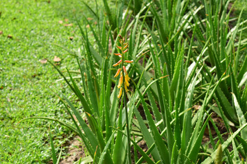 Aloevera Planted in the garden Can be used as herbal medicine, very useful