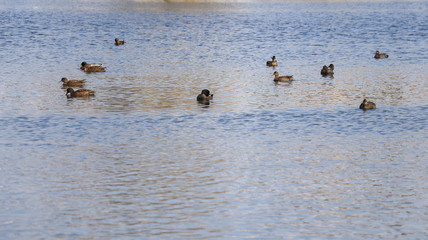 Group of ducks swimming in a lake