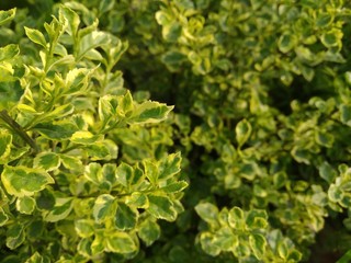 background of green leaves