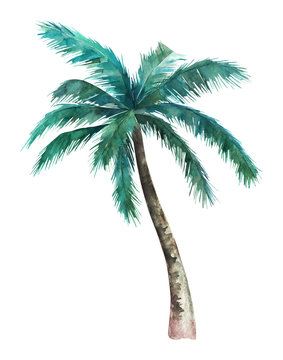 Palm tree isolated on white background. Watercolor hand drawn illustration