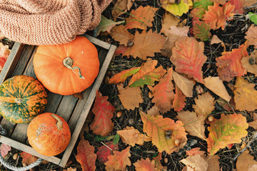 Fall pumpkins on wooden rustic box. Thanksgiving dinner.