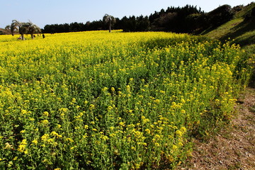 菜の花畑