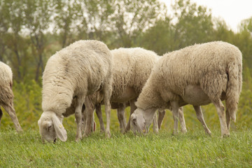 Obraz na płótnie Canvas animali ovini al pascolo pecore in gregge