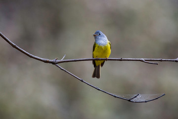 Grey-headed canary-flycatcher