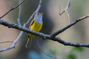 Fototapeta premium Grey-headed canary-flycatcher