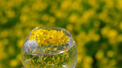 Mustard plant placed in a transparent water bowl in a mustard field