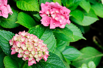 Pink Hortensia (hydrangea) in the garden.