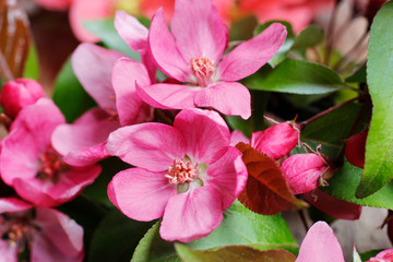 Beautiful flowering almond tree (Prunus triloba) in the garden.