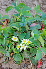 Strawberry flowers in the garden.