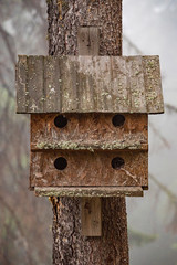 Wooden bird house in the fir forest, closeup