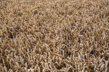 A field of wheat on a summers day in England