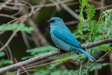 Obraz premium verditer flycatcher