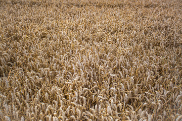 A field of wheat on a summers day in England
