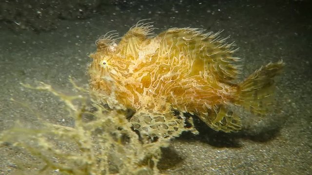 Hairy frogfish swimming above sandy sea bottom. Scuba muck diving underwater adventure with fish. Video footage filmed on a night dive. 