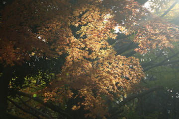 秋の色ずく葉