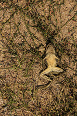 Dead mummified frog on the road