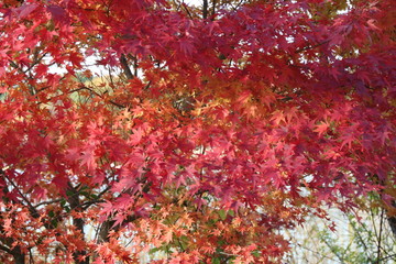 秋の色ずく葉