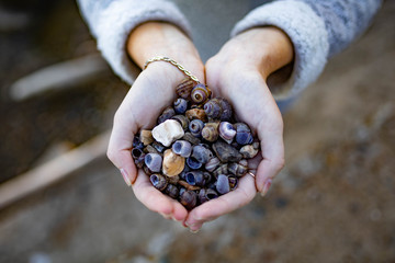 seashells in the hands. Girl holds small seashells in her hands