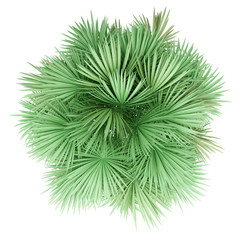sabal palm tree isolated on white background. top view