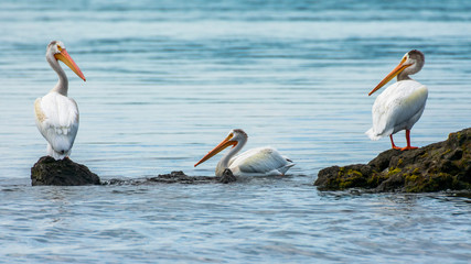 Pelican Sitting by Lake Yellowstone, Yellowstone National Park