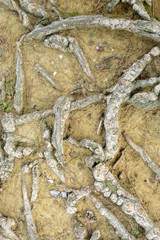 ramificazione di radici nella terra di un albero 