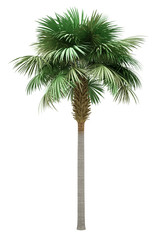 sabal palm tree isolated on white background - 292475029