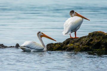 Pelican Sitting by Lake Yellowstone, Yellowstone National Park