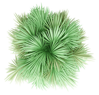 sabal palm tree isolated on white background. top view