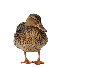 Wild brown female duck isolated on a white background. Mallard stands. Copy space