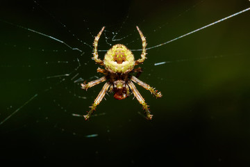 orb-weaver spider spider, Masoala National park, Toamasina province, Madagascar wildlife and...