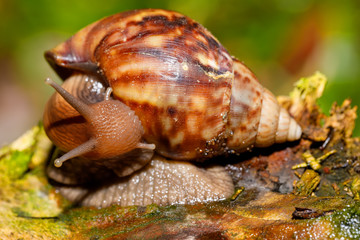 Giant african snail on ground madagascar, Africa wildlife