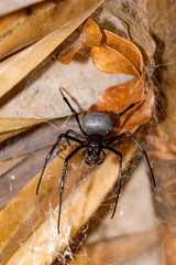 giant spider Nephilengys livida is a nephilid spider they are common in human dwellings. Masoala...