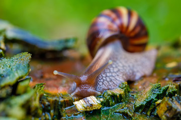 Giant african snail on ground madagascar, Africa wildlife