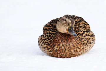 Funny wild duck sitting on   the snow and looking straight into the camera. Female mallard duck. Copy space