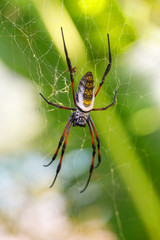 Golden giant silk orb-weaver, Spider on web. Nosy Mangabe island, Toamasina province, Madagascar wildlife and wilderness