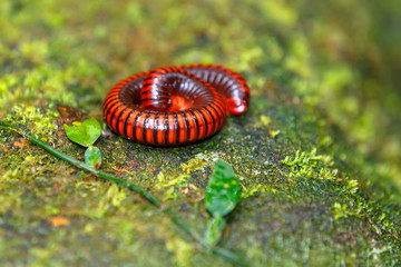 Rainforest millipede. Madagascan Fire Millipede, pres. Aphistogoniulus Corallipes in Masoala National Park in Madagascar wildlife and wilderness