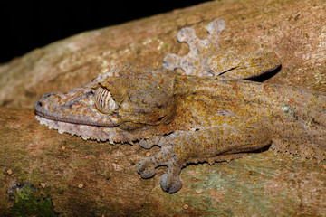 Giant night animal leaf-tailed gecko, Uroplatus fimbriatus, Nosy Mangabe park reserve, Madagascar. Gecko masked on tree. Endemic animal, Madagascar wildlife