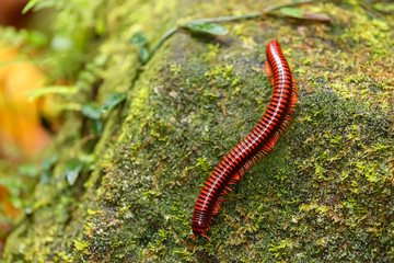 Rainforest millipede. Madagascan Fire Millipede, pres. Aphistogoniulus Corallipes in Masoala National Park in Madagascar wildlife and wilderness
