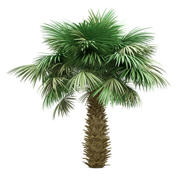 sabal palm tree isolated on white background