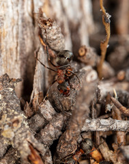 big red forest ant in natural habitat