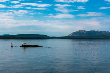 Pelican Sitting by Lake Yellowstone, Yellowstone National Park